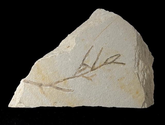Brachyphyllum cf. nepos SAPORTA - Bild © FossNet FossilienStore
